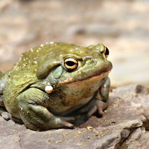 Bufo Sanctuary Trip with the ComCaac Tribe (Seri Tribe)