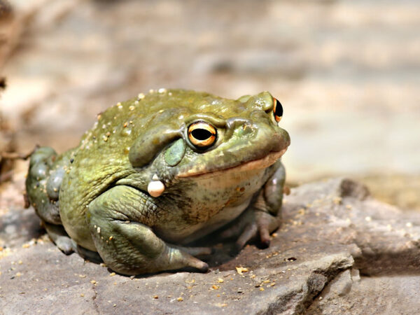 Bufo Sanctuary Trip with the ComCaac Tribe (Seri Tribe)